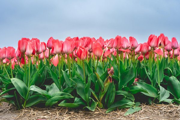 Ultimate guide: simplifying pothole reporting on uk council roads